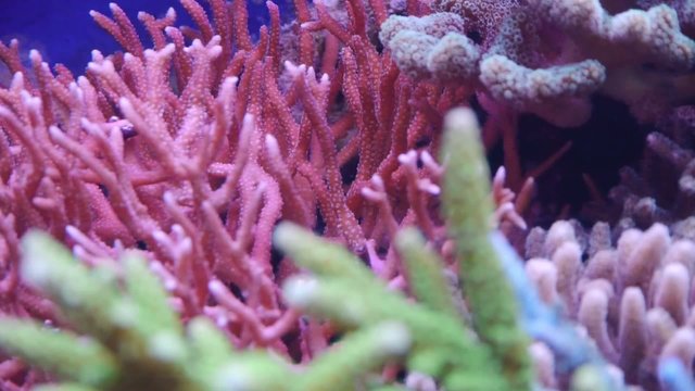 Korallen, Steinkorallen mit Sliderfahrt