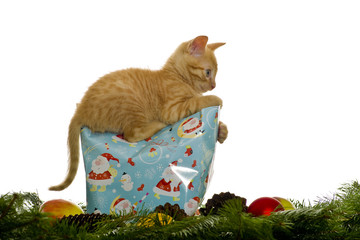Katze als Geschenk in einer Tüte
