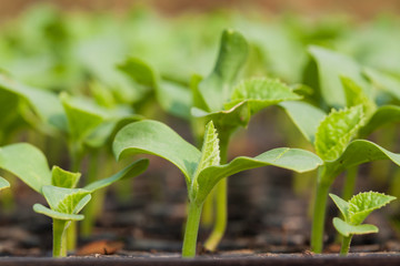 seedling on vegetable tray