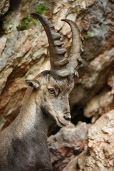 Alpine Ibex