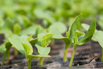 seedling on vegetable tray