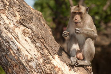 Monkey siting on tree ( Macaca Fascicularis ).
