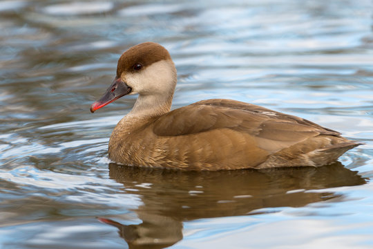 Red-crested Pochard - Netta rufina