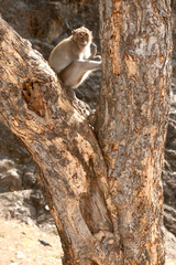 Monkey sitting on tree ( Macaca Fascicularis ).