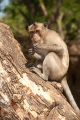 Monkey siting on tree ( Macaca Fascicularis ).