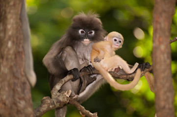 Mother and son monkeys are mischievous ( Presbytis obscura reid