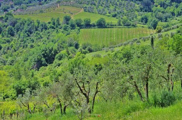 Fototapeta na wymiar Olivenbaum in der Toskana - olive tree in Tuscany 08