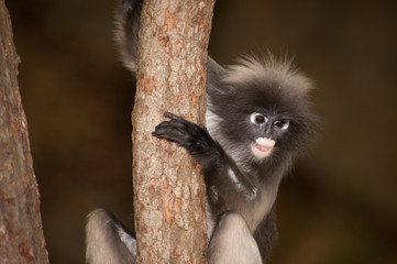 Portrait monkey on tree ( Presbytis obscura reid ).