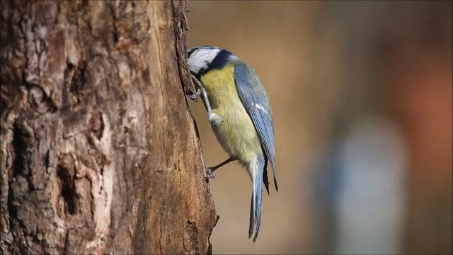 Blaumeise auf Futtersuche