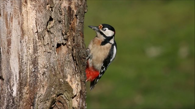 Buntspecht bei Futtersuche