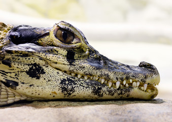 Young black caiman (Melanosuchus niger)