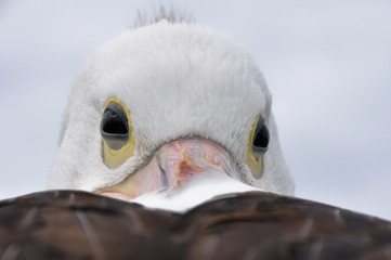 Head of a pelican in Fraser island (Australia)