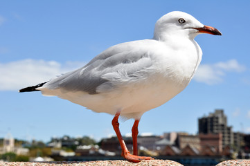 Seagull, city of Sydney as background