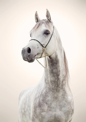 portrait of gray beautiful arabian stallion at art background