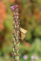 Dickkopffalter-Paarung auf verblühter Mücken-Händelwurz