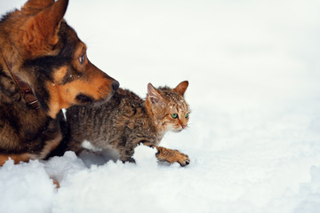 Dog and cat walking in the snow