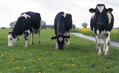 Curious Dutch cows in spring