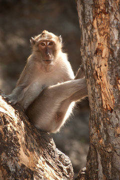 Portrait of monkey sitting on tree ( Macaca Fascicularis ).