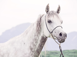 young gray arabian stallion