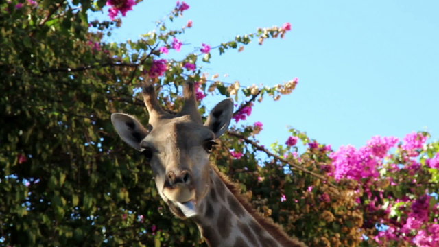 Giraffe chewing under a bougainvillea plant