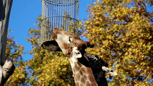 Giraffe reaching its food head of giraffe