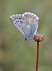 Silbergrüner Bläuling (Polyommatus coridon)