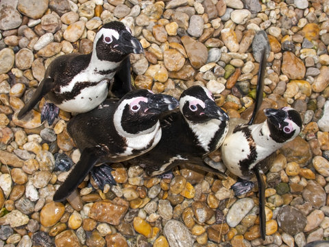 African penguin (Spheniscus demersus) from top