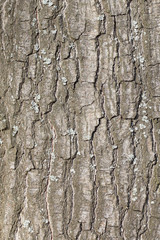 Oak tree bark texture in detail