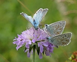 Drei Silbergrüne Bläulinge auf Acker-Witwenblume