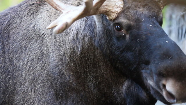 Up-close image of the moose with its big antlers