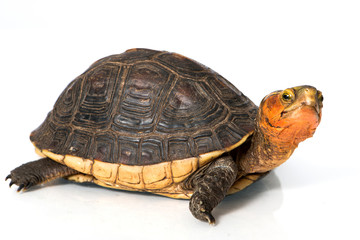 Gelbrand-Scharnierschildkröte