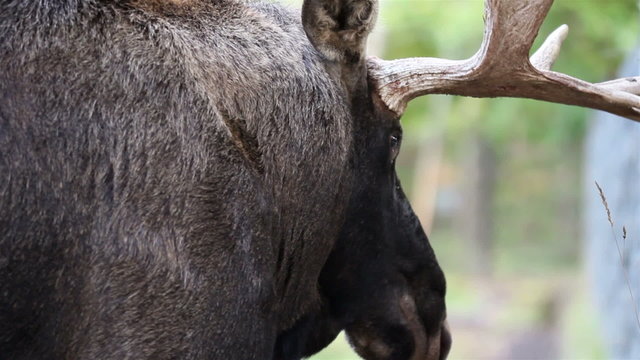 Side image of the moose and its antlers