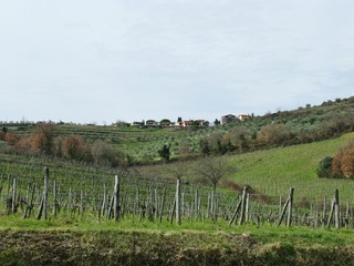 Fototapeta na wymiar A wine vineyard in spring in Umbrie in Italy