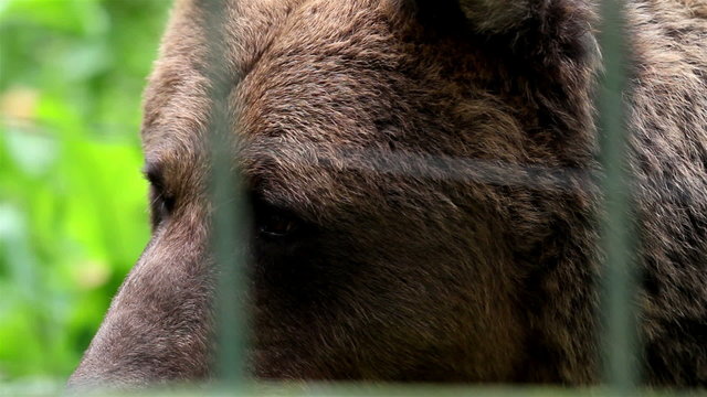 Grizzly brown bear safe in the cage