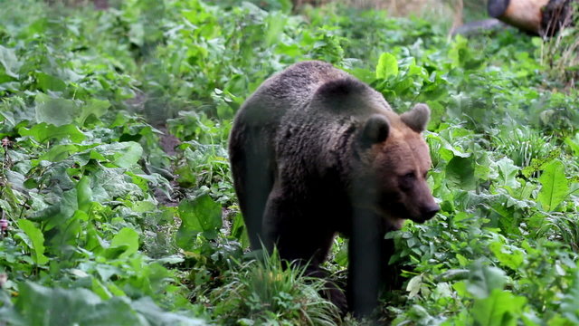 Grizzly brown bear walking in the green luscious area