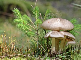Breitblatt-Rübling (Megacollybia platyphylla)