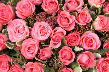 Group of Pink roses