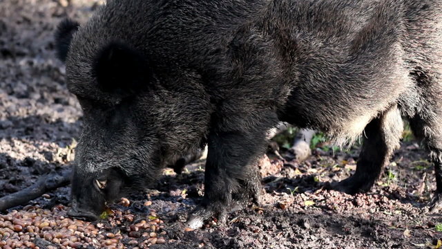 Black wild boar chewing