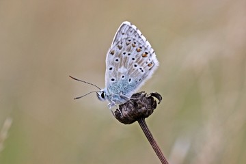 Silbergrüner Bläuling (Polyommatus coridon)