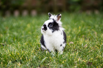 Kaninchen auf Wiese