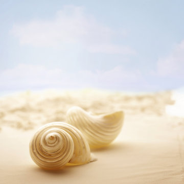 shell on the beach