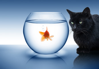 goldfish in danger - with black cat - obrazy, fototapety, plakaty