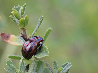 Regenbogen-Blattkäfer (Chrysolina cerealis) auf Hauhechel © Schmutzler-Schaub