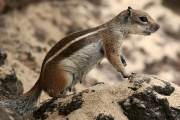 Streifenhörnchen am Strand