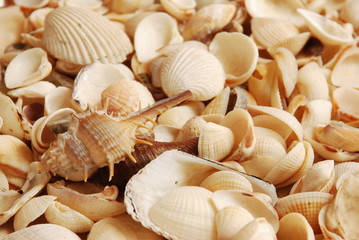 Sea shell, beautiful ocean life of Andaman, Thailand