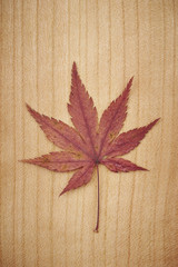 Autumn maple leaf