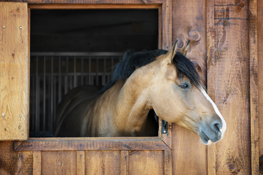 Fototapeta Horse in stable