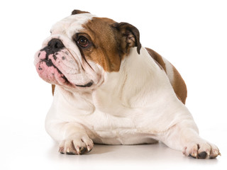 Obraz na płótnie Canvas english bulldog
