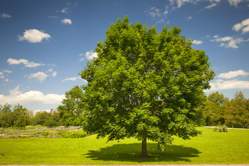 Maple tree in summer field - 61922415