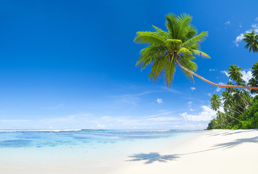 Tropical White Sand Beach with Palm Tree